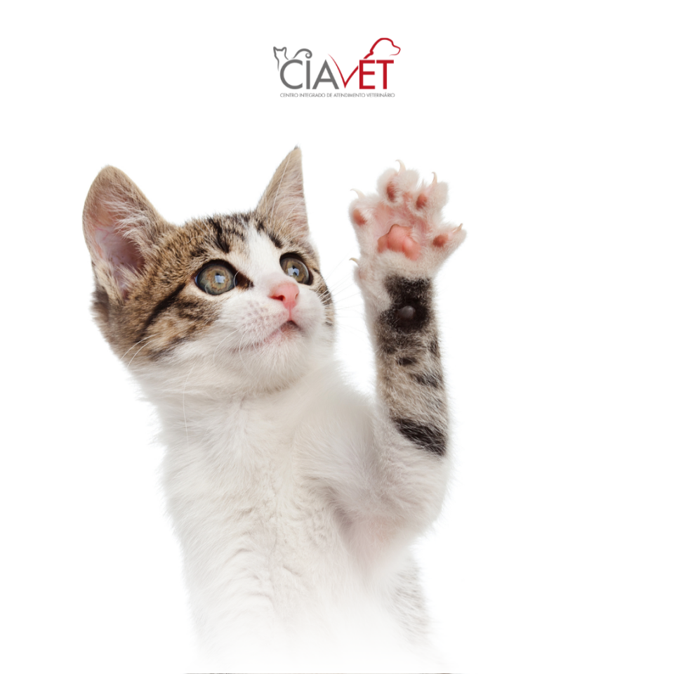 Ciavet - Clnica Veterinria -